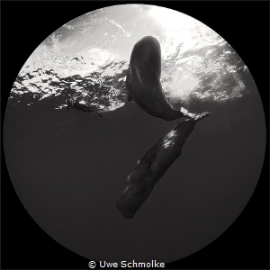 Sperm whates and diver by Uwe Schmolke 
